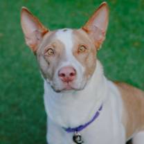 Thumbnail photo of Pewder #2