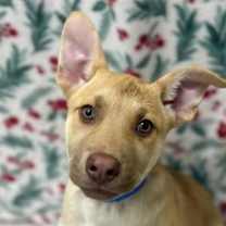 Thumbnail photo of Crumpet #1