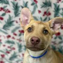 Thumbnail photo of Crumpet #2