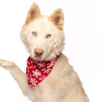 Thumbnail photo of Paloma #1