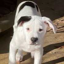 Thumbnail photo of Frick #1