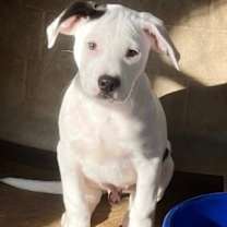 Thumbnail photo of Frick #2