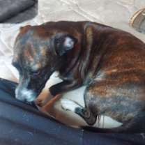 Thumbnail photo of Bella #1