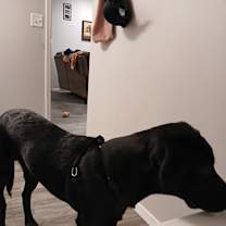 Thumbnail photo of Apollo #2