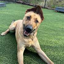 Thumbnail photo of Gino #3