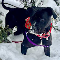 Thumbnail photo of Kora #4