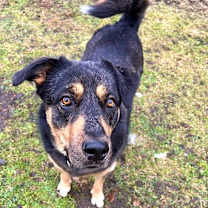 Thumbnail photo of Stevie #4