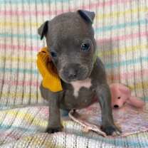 Thumbnail photo of John Beatle #1