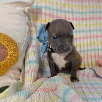 Thumbnail photo of George Beatle #1