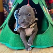 Thumbnail photo of George Beatle #4