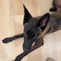 Thumbnail photo of Mayve #1