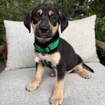 Thumbnail photo of Rocket #1