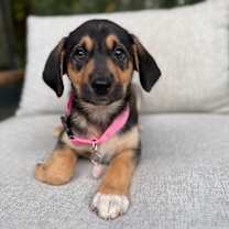 Thumbnail photo of Nova #1