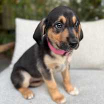 Thumbnail photo of Nova #2