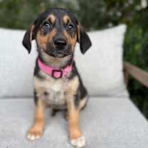 Thumbnail photo of Nova #3