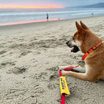 Thumbnail photo of Charlie #3