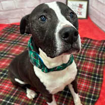 Thumbnail photo of Lantern Flare #1