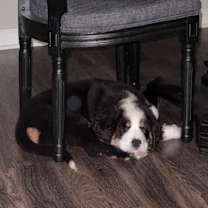 Thumbnail photo of Gus #3