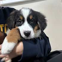 Thumbnail photo of Gus #4