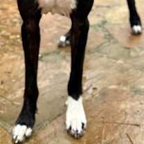 Thumbnail photo of Blaney #3