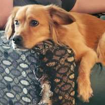 Thumbnail photo of Renly #1