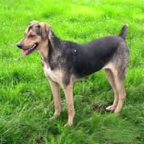 Thumbnail photo of Blair #4