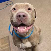 Thumbnail photo of Komodo #1