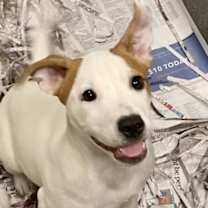 Thumbnail photo of Daisy *SN #1