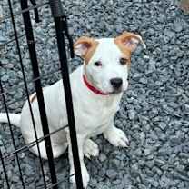 Thumbnail photo of Daisy *SN #2