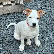 Thumbnail photo of Daisy *SN #3