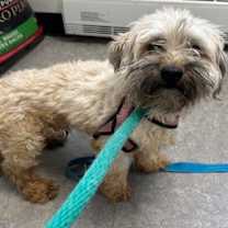 Thumbnail photo of Pudding #3