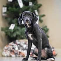 Thumbnail photo of Holly #2