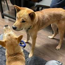 Thumbnail photo of Cici #2