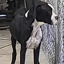 Thumbnail photo of Momoko #2