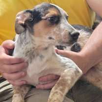 Thumbnail photo of Mokke #2