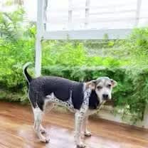 Thumbnail photo of Dainty #4