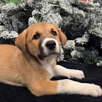 Thumbnail photo of PUPPY ELTON #2