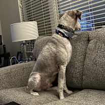 Thumbnail photo of Dunkin #2