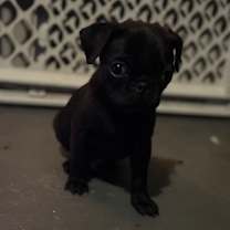 Thumbnail photo of Pudgey #1