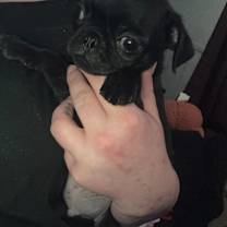 Thumbnail photo of Pudgey #2