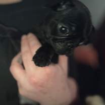 Thumbnail photo of Pudgey #3