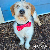 Thumbnail photo of Graham #2