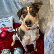 Thumbnail photo of Leo #2