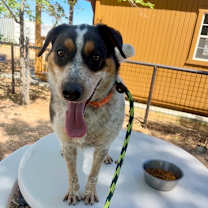 Thumbnail photo of Leo #4