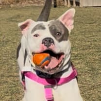 Thumbnail photo of Screech ~ Coming Soon!!! #1