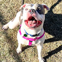 Thumbnail photo of Screech ~ Coming Soon!!! #4