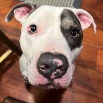 Thumbnail photo of Oscar #3