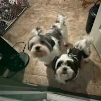 Thumbnail photo of Astor #1