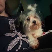 Thumbnail photo of Astor #3