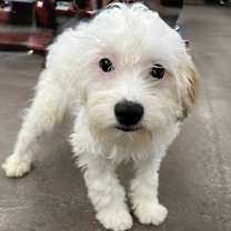 Thumbnail photo of Parmesan #3